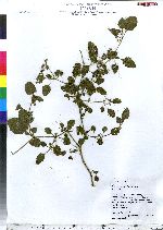 Solanum physalifolium image