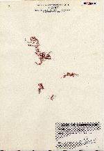 Bonnemaisonia hamifera image