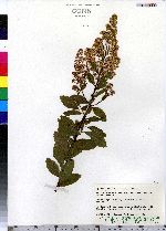 Spiraea alba var. latifolia image