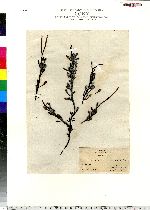 Ascophyllum nodosum image