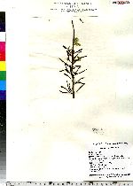 Ascophyllum nodosum image