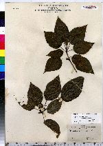 Populus balsamifera image