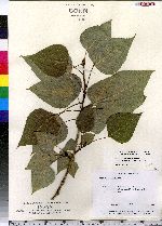 Populus balsamifera image