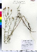 Centaurea stoebe ssp. micranthos image