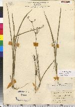 Juncus brachycephalus image