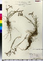 Juncus articulatus image