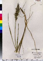 Glyceria obtusa image