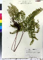 Adiantum pedatum image