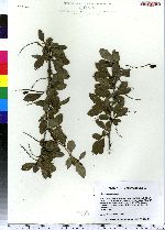 Berberis vulgaris image