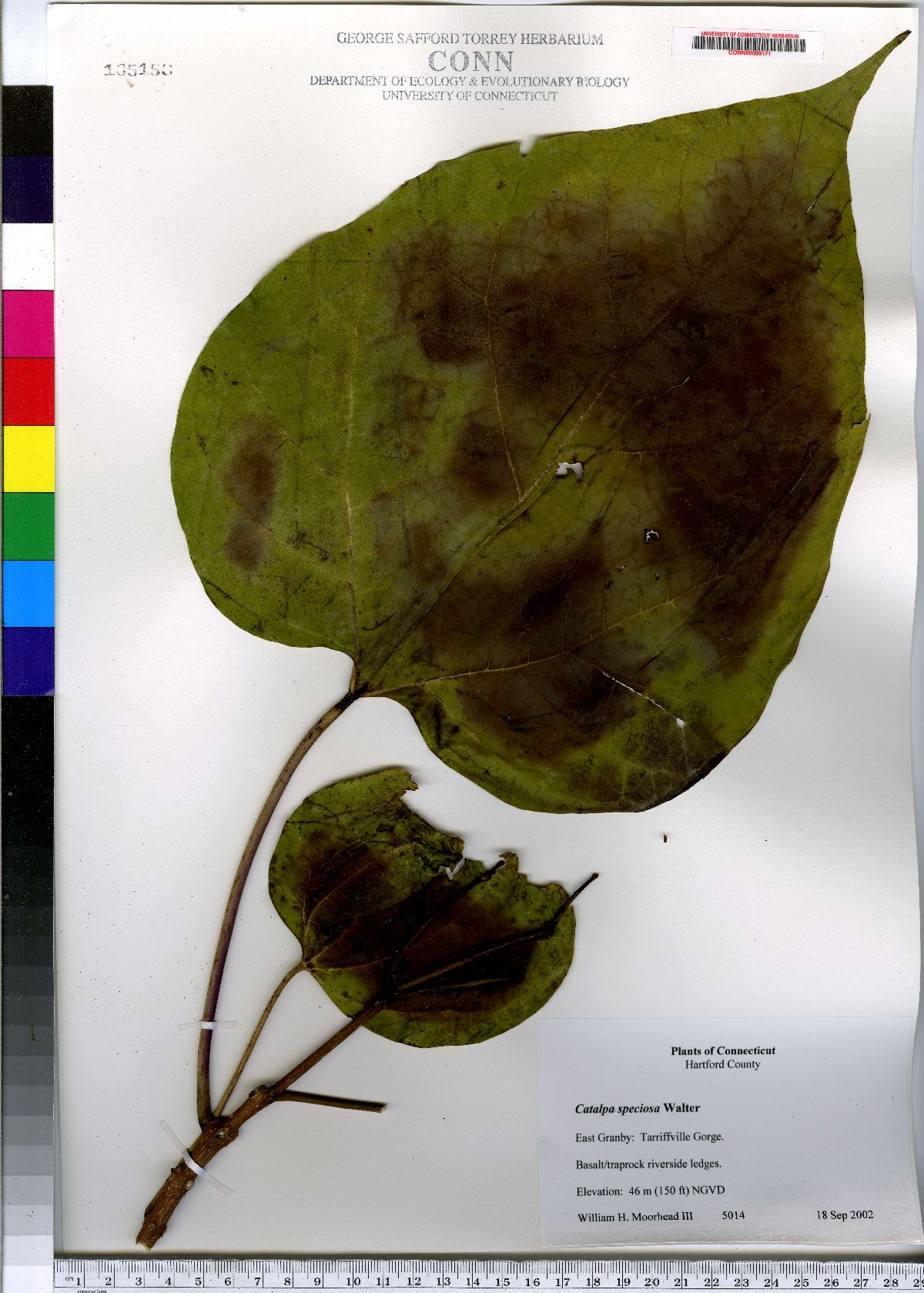 Catalpa speciosa image