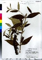 Buddleja davidii image