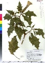 Datura stramonium image