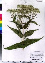 Eupatorium perfoliatum image