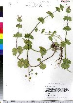 Lamium amplexicaule image