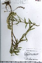 Achillea millefolium image