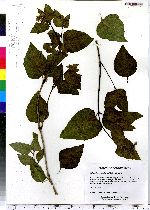 Mirabilis nyctaginea image