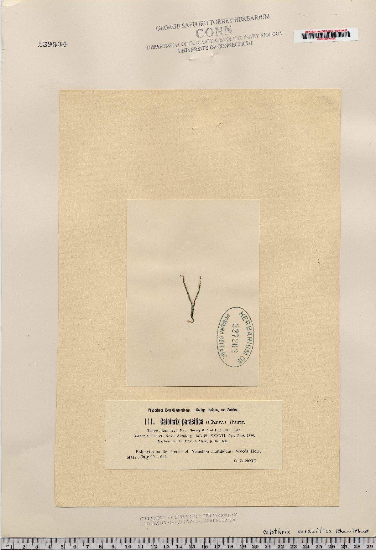 Rivulariaceae image