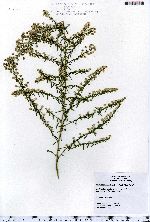 Symphyotrichum racemosum image