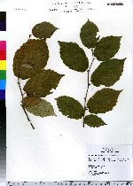 Corylus cornuta image