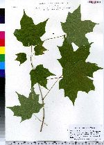 Acer saccharum image