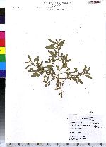 Chenopodium glaucum image