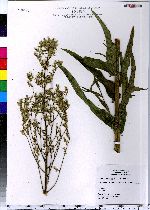 Lactuca canadensis image