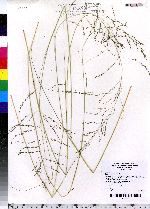 Eragrostis curvula image