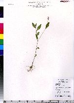 Polygonum cespitosum image