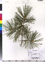 Pinus strobus image