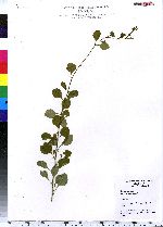 Berberis thunbergii image