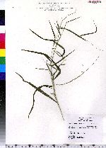 Muhlenbergia sobolifera image