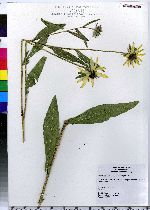 Rudbeckia hirta image