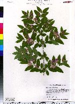 Lonicera morrowii image