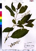 Phytolacca americana image