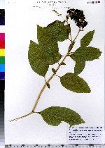 Phytolacca americana image