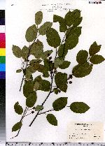 Amelanchier laevis image