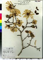 Magnolia stellata image