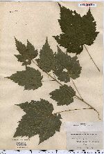 Acer spicatum image