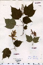 Acer spicatum image