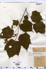 Acer spicatum image