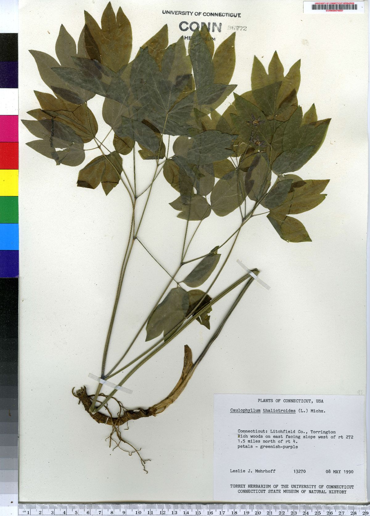Caulophyllum image