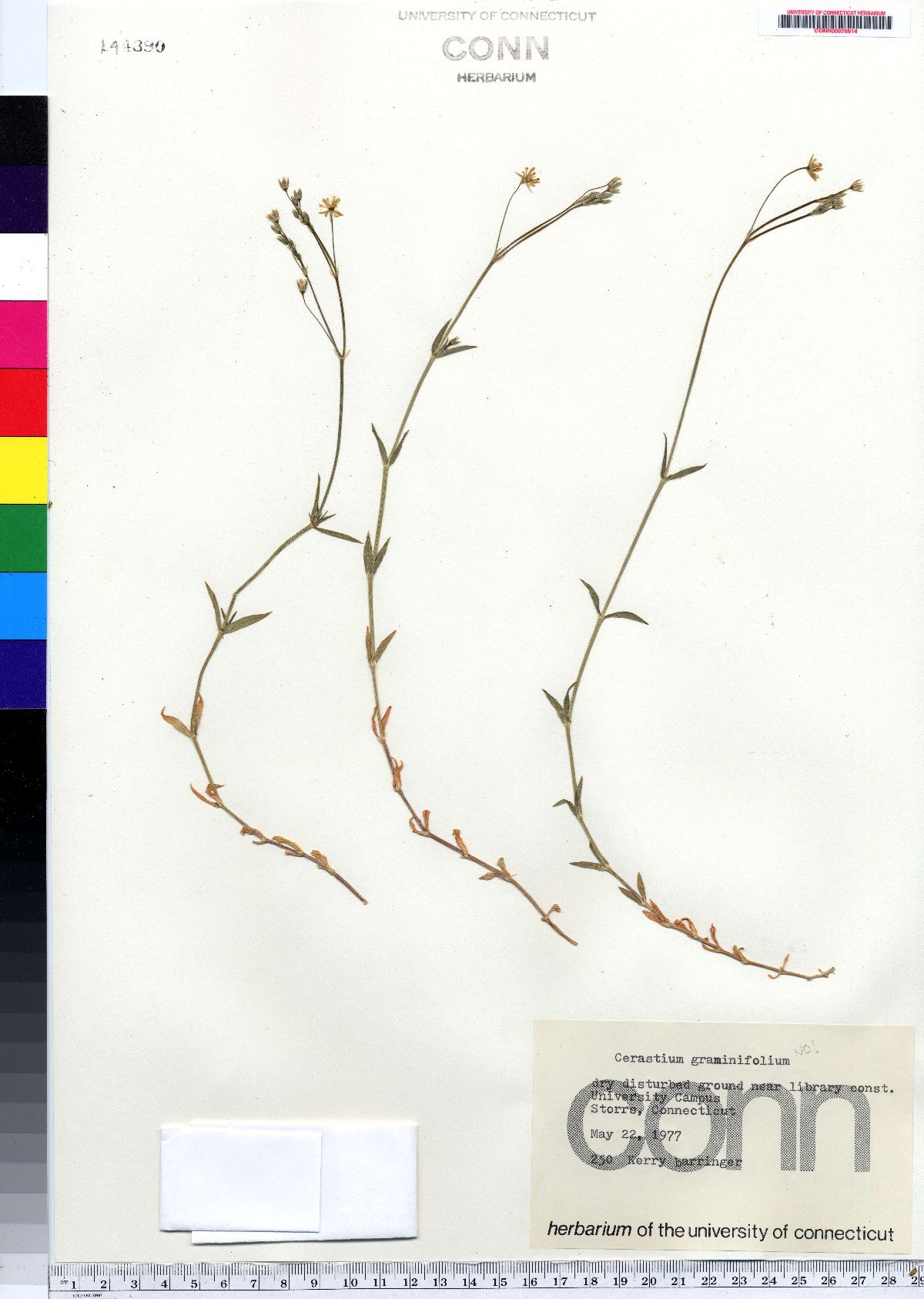 Cerastium arvense ssp. strictum image