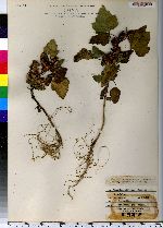 Xanthium strumarium var. canadense image