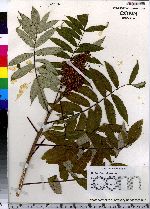 Rhus glabra image