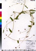 Polygonum sagittatum image