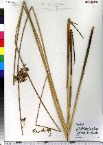 Juncus effusus image