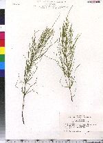 Equisetum arvense image