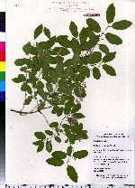 Image of Lonicera xylosteoides