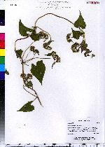 Mikania scandens image