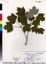 Acer rubrum image